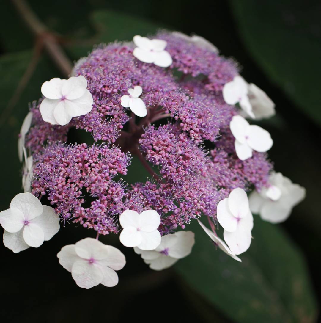 Sammetshortensia 