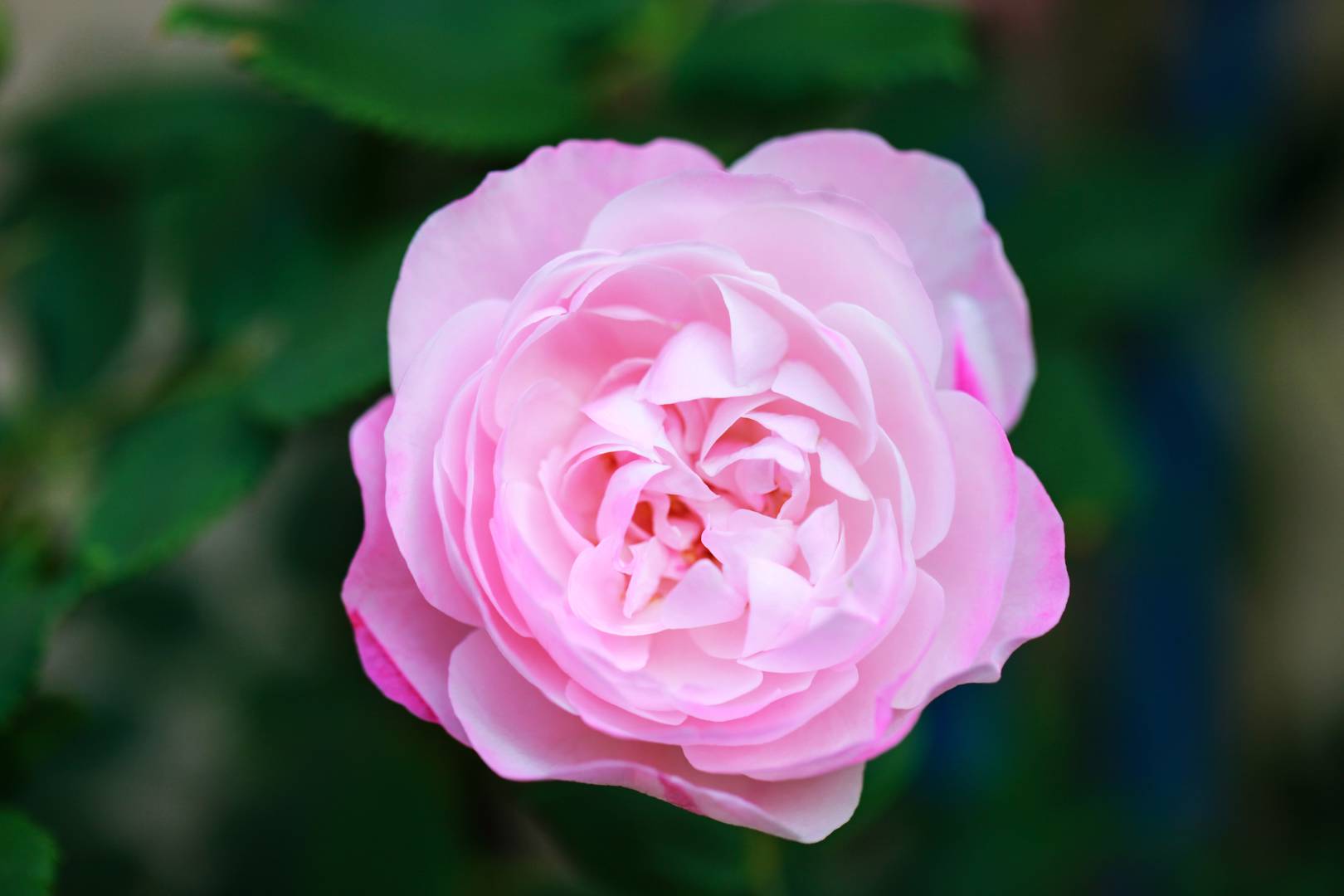 Ros Madame Pierre Oger
