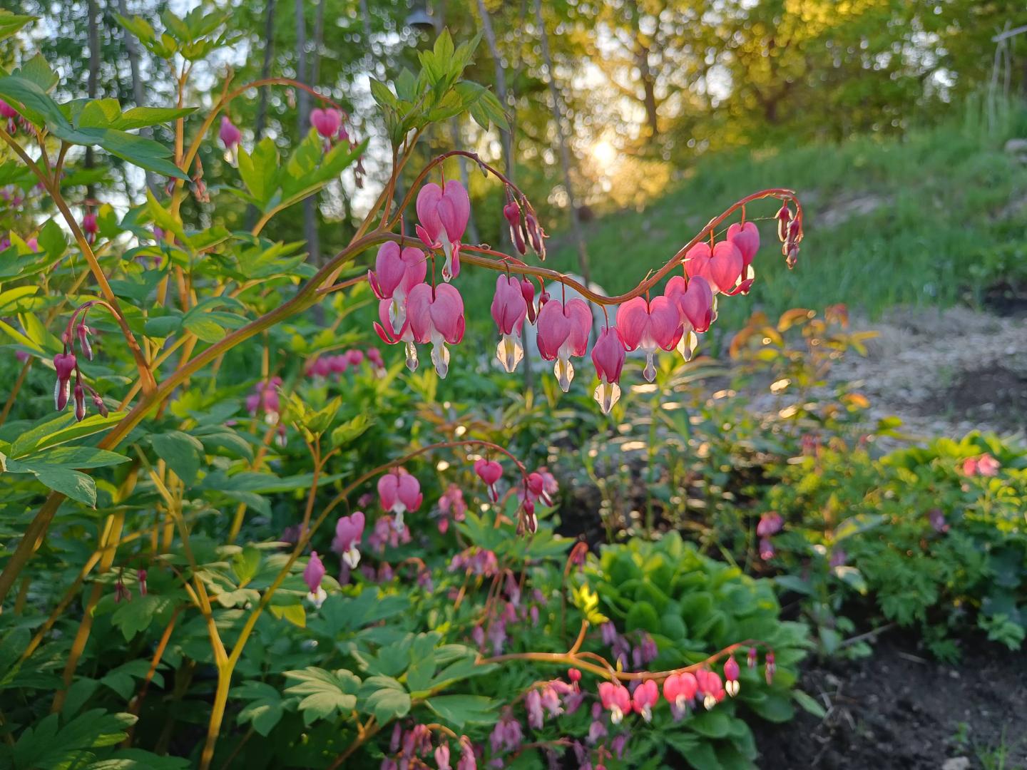Blomstrande hälsa