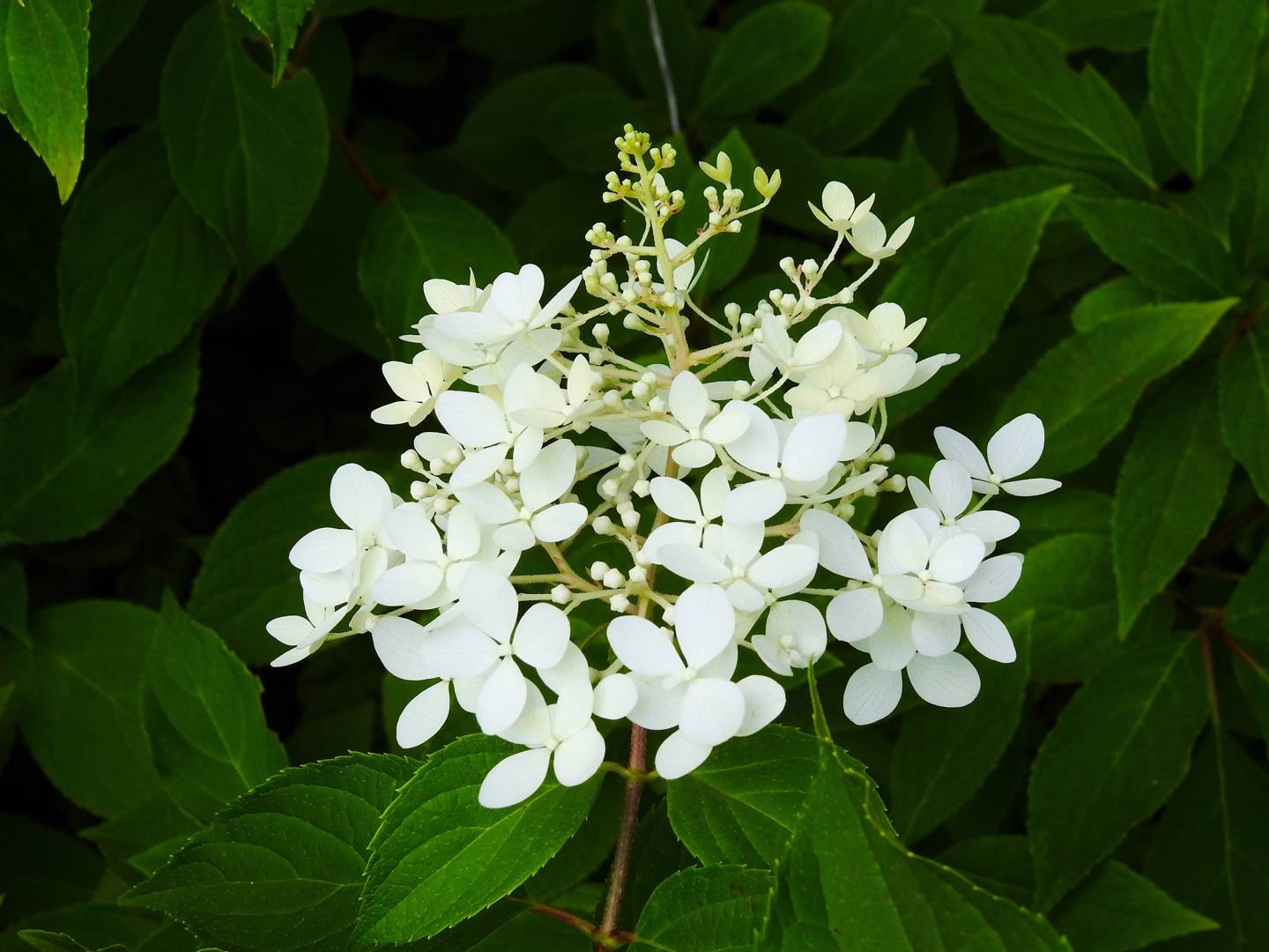 Japanskt Olvon Summer Snowflake