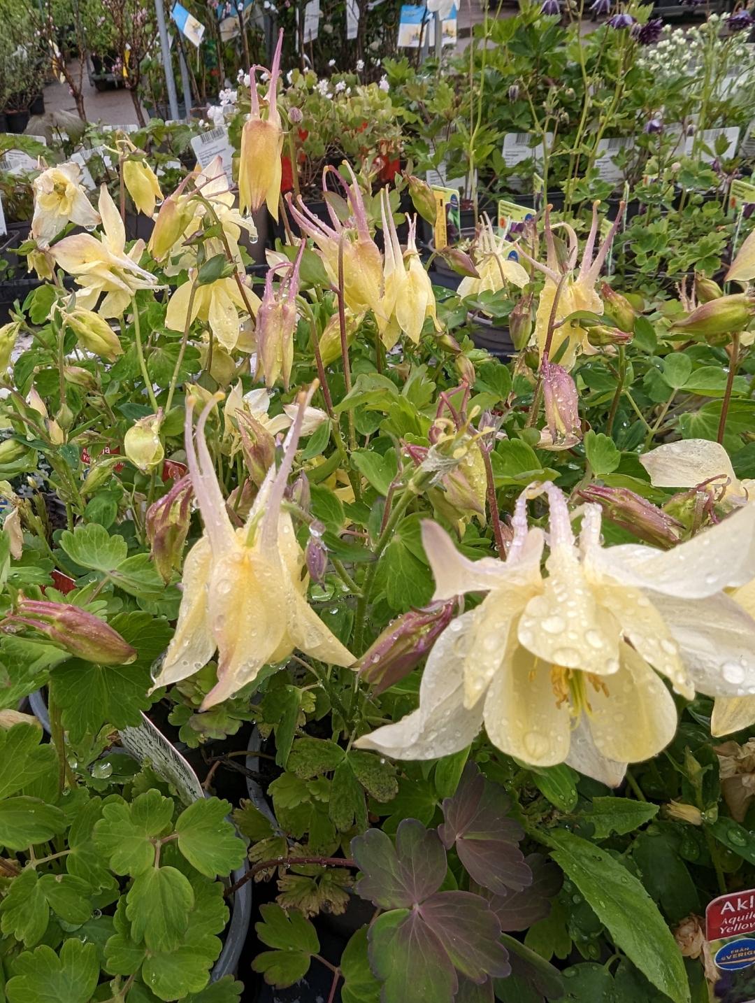 GardenStory