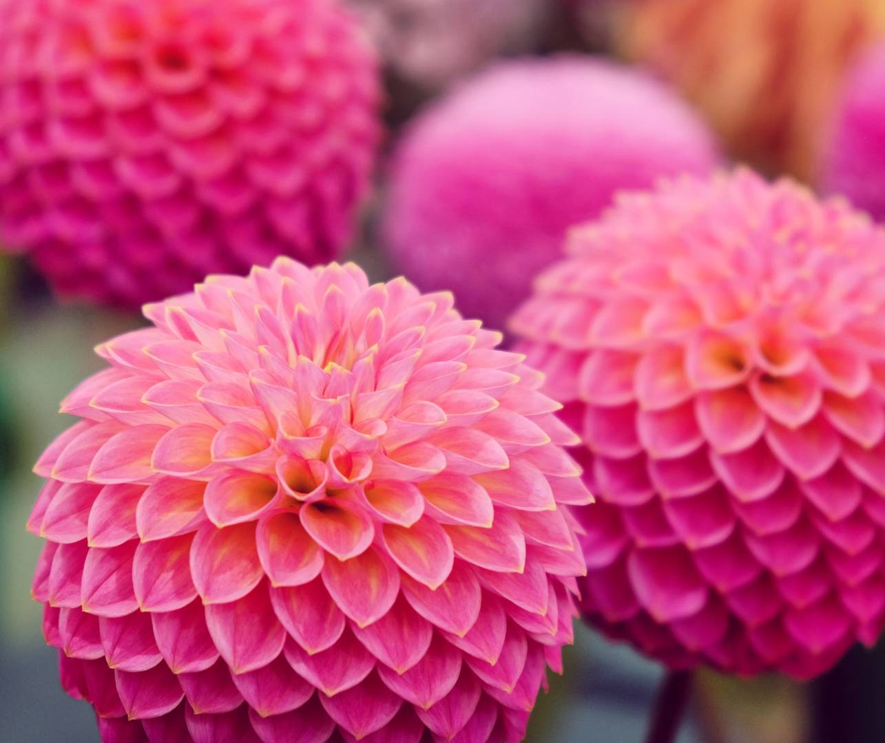 Oh!Garden - Dahlia Pink Suffusion