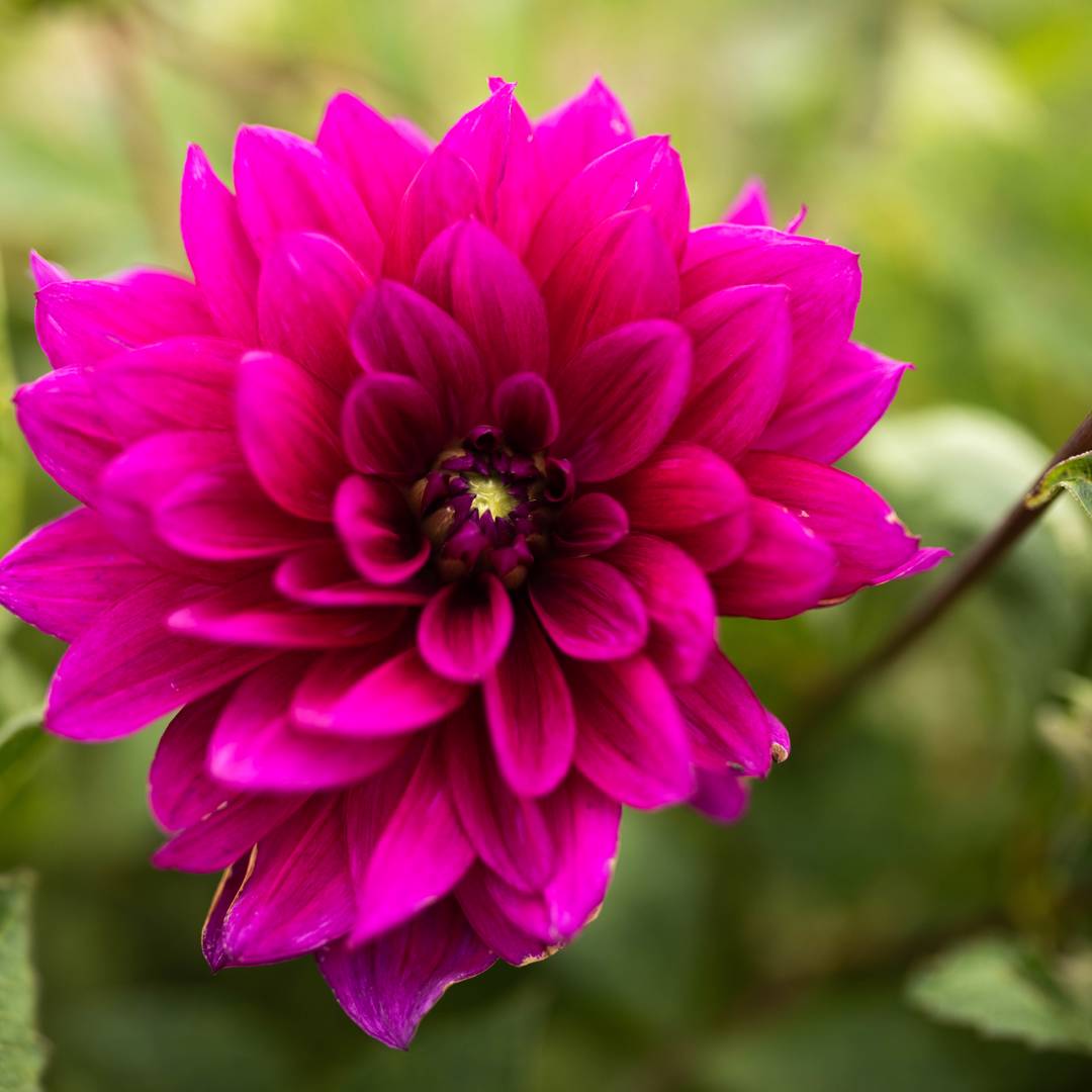 Dahlia Thomas A. Edison