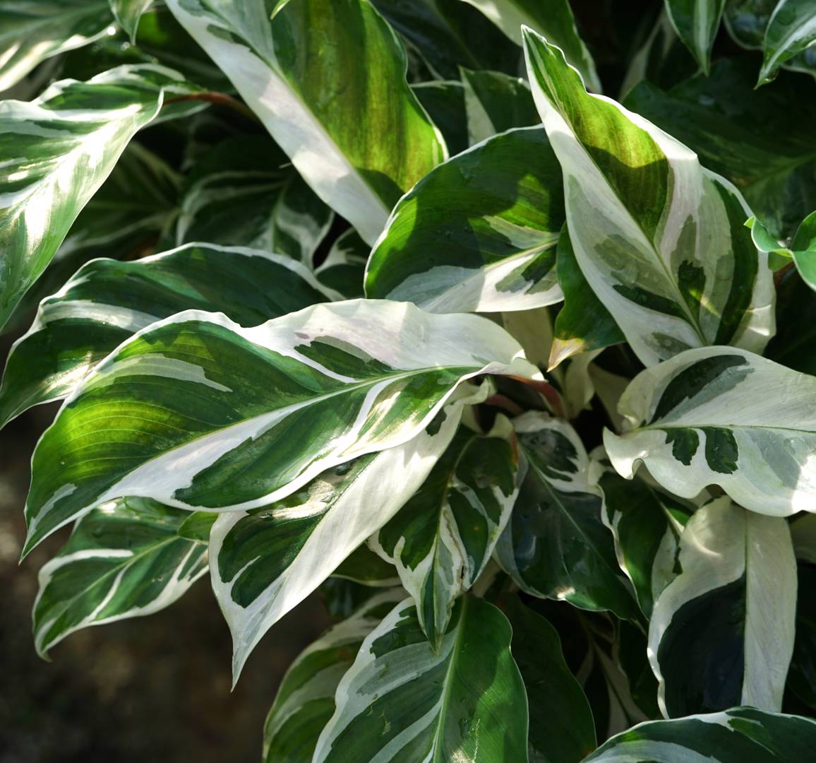 Kalatea White Fusion