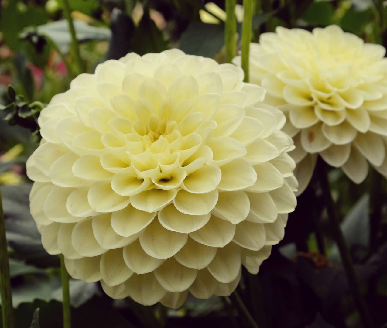 Dahlia Boom Boom Yellow