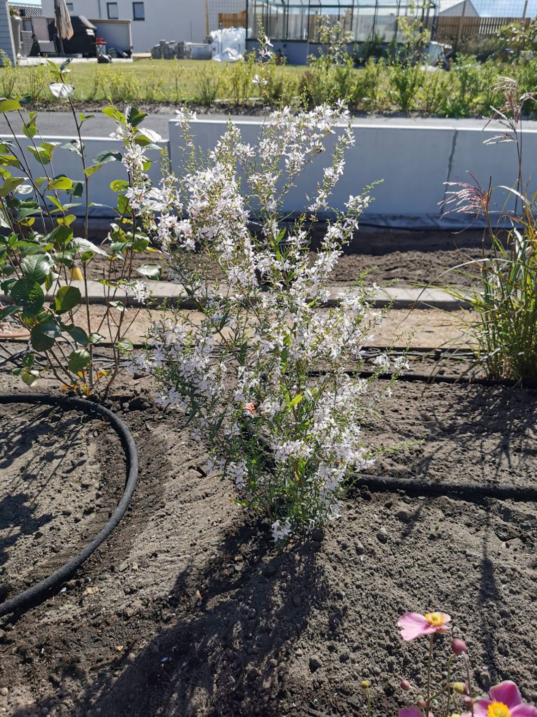 Fackelblomster White Swirl