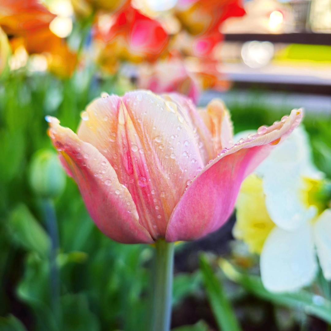 7sortersblomster