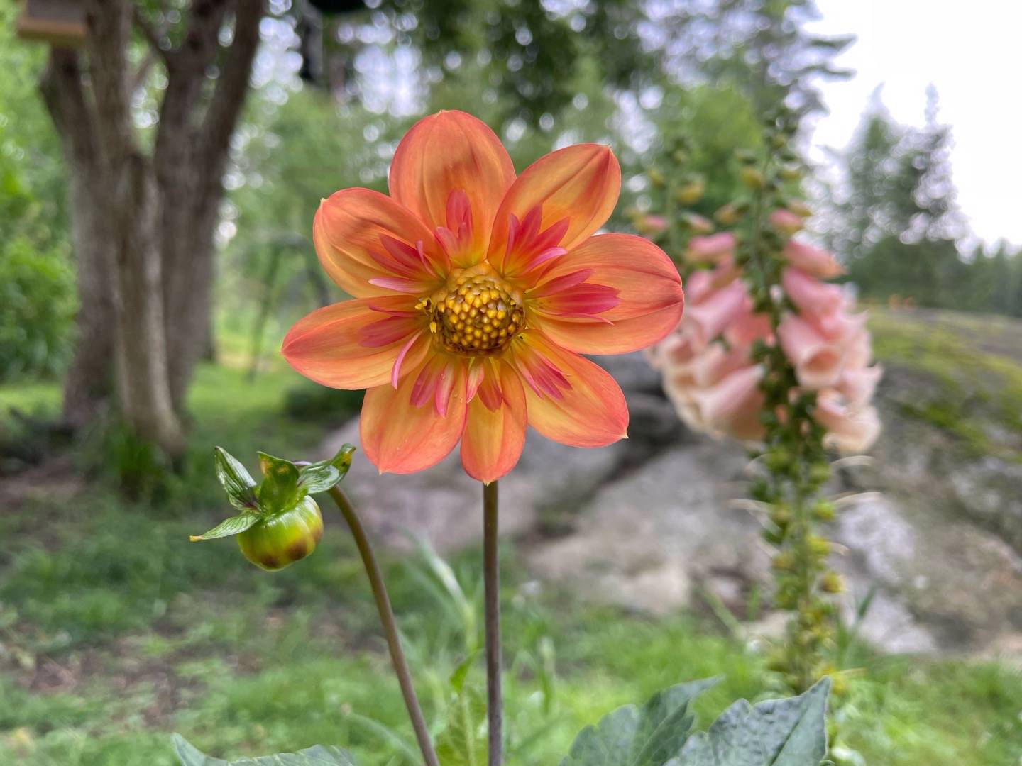 Kaos-odlerskan i Tallund