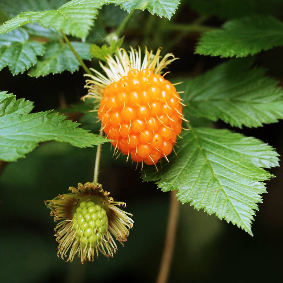 Gul Salmonberry 