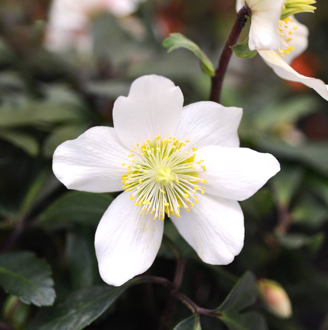 Julros Christrose WinterSun