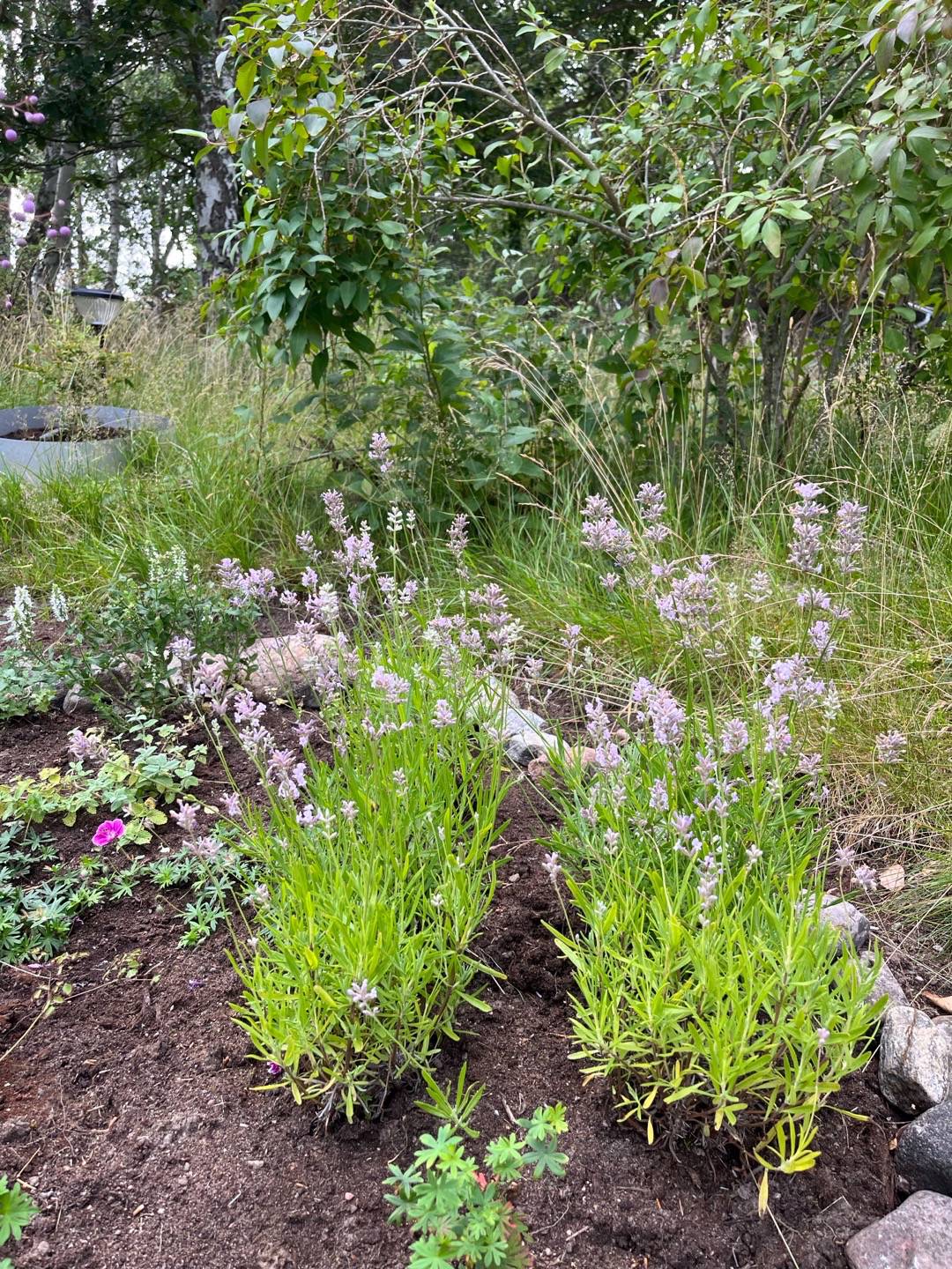 Lavendel Rosea