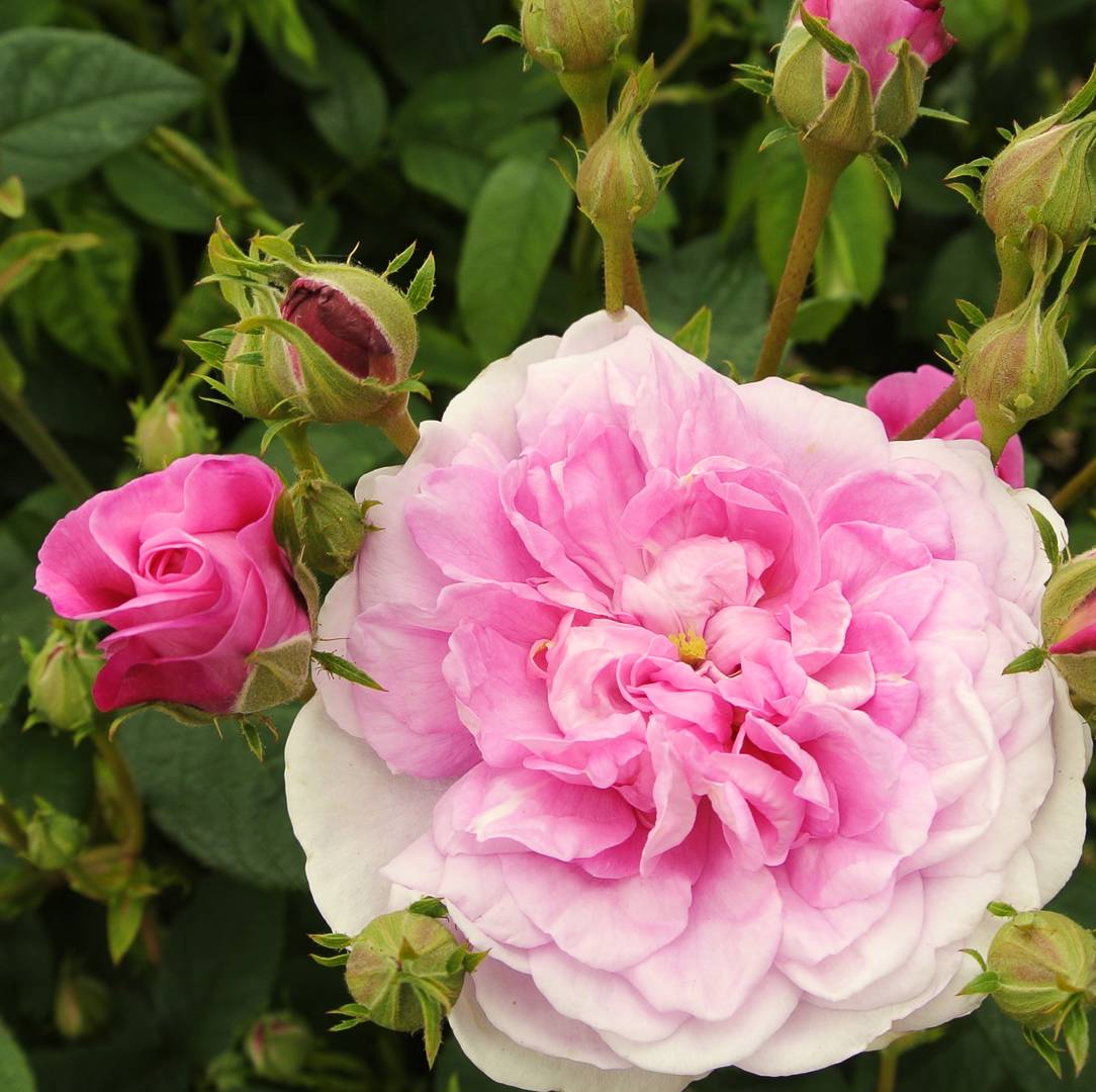 Ros Ispahan