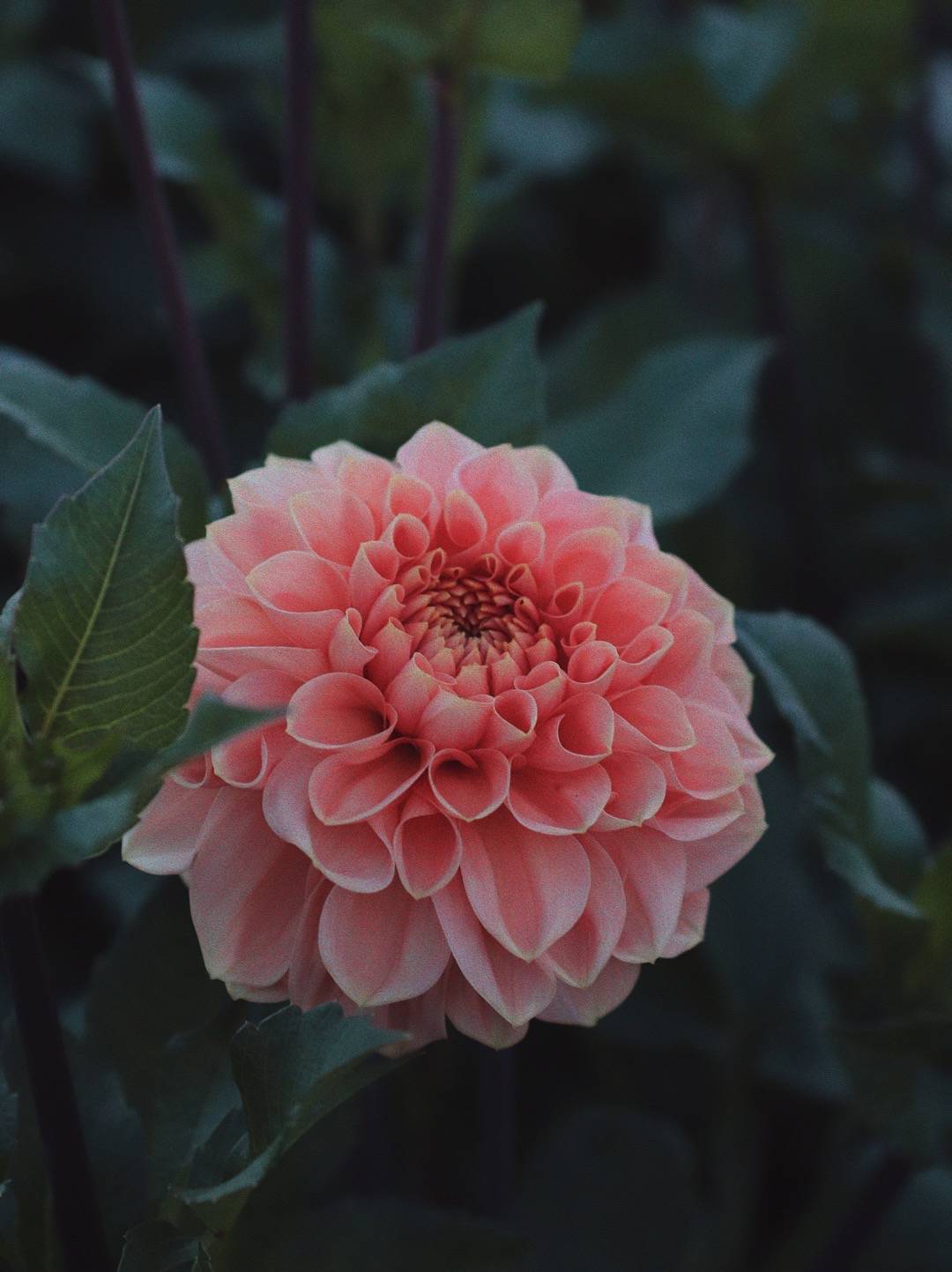 Dahlia Romance