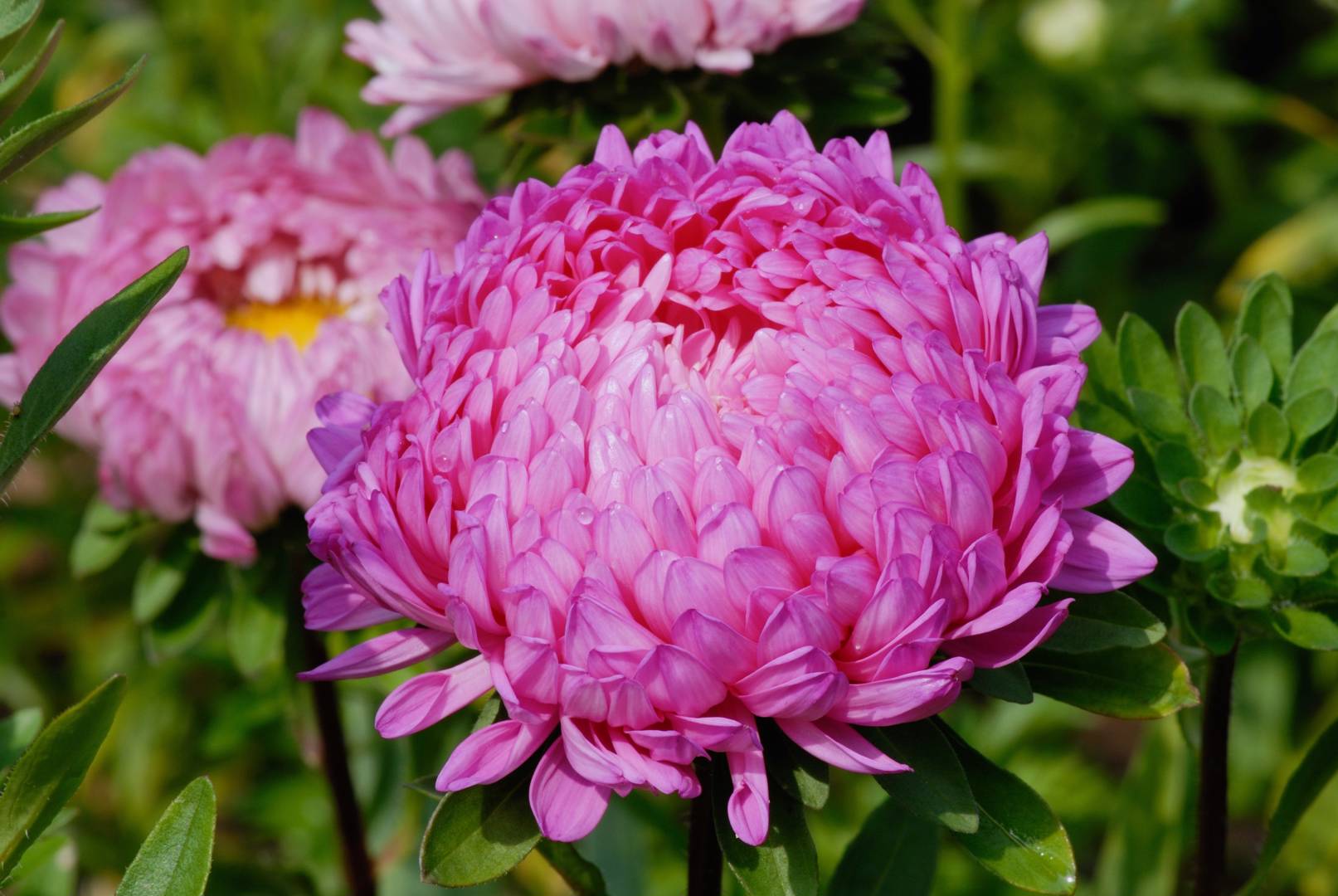 oh-garden-sommaraster-pink-tower