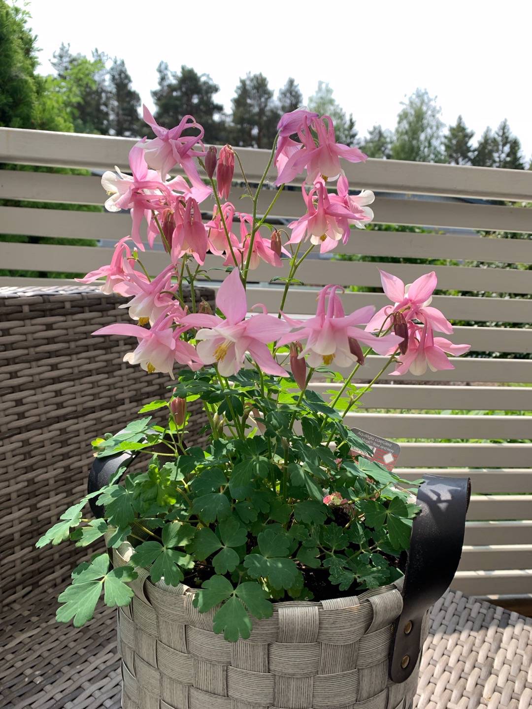 Ankan i rabatten 🌸