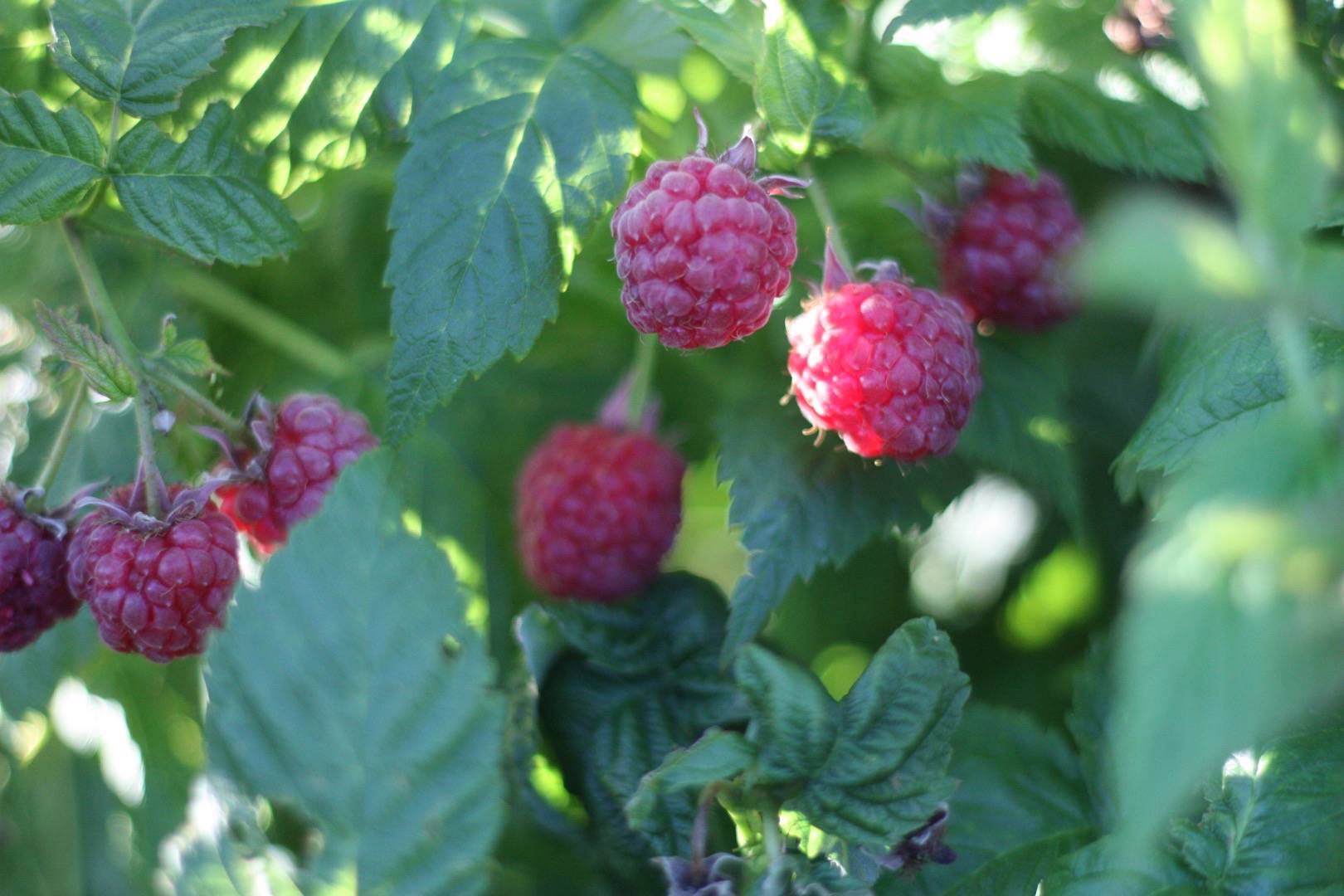 Hösthallon Bohème