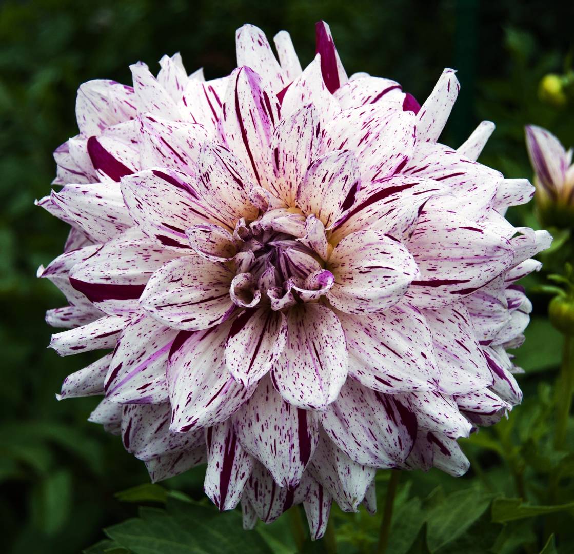 Dahlia Prince Valiant