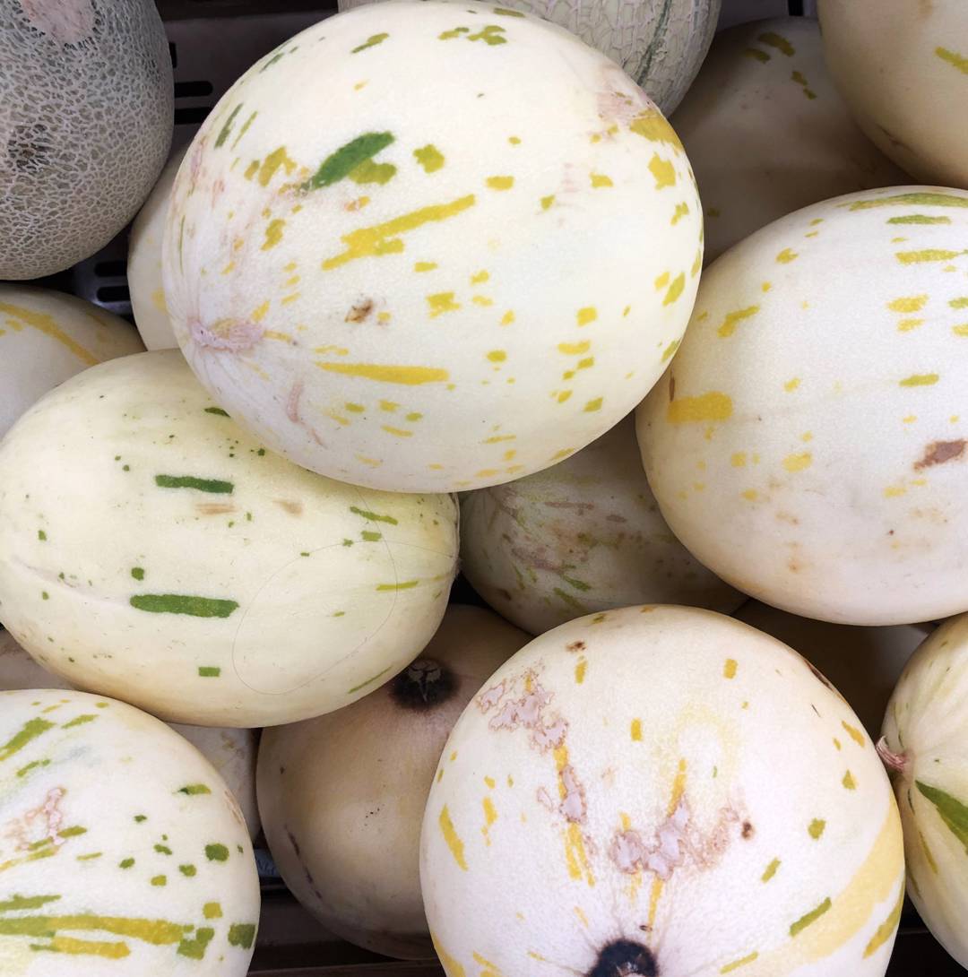 Melon Snow Leopard