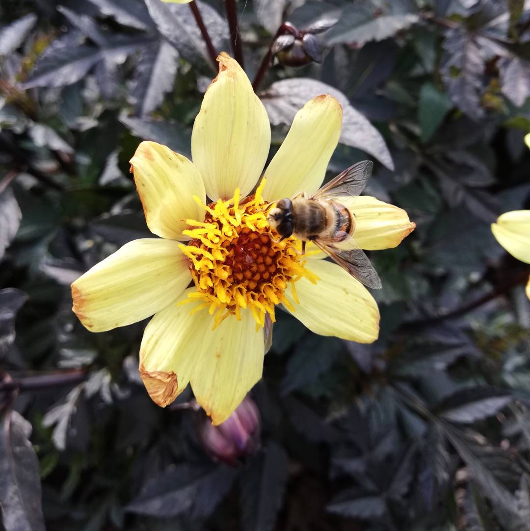 Dahlia Taxi Driver