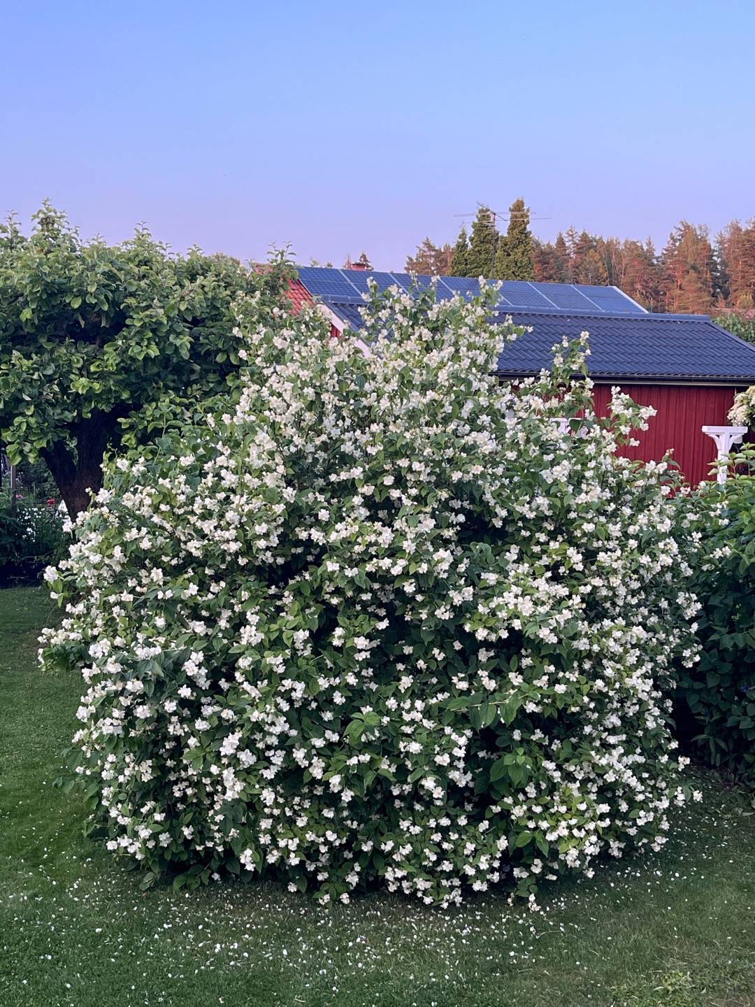 HelenaDaleskog