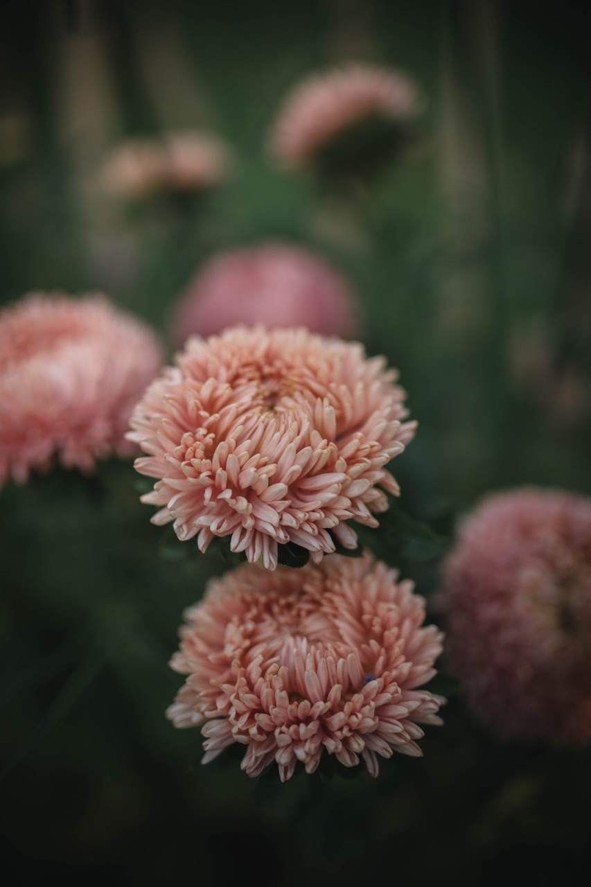 Sommaraster Lady Coral Salmon