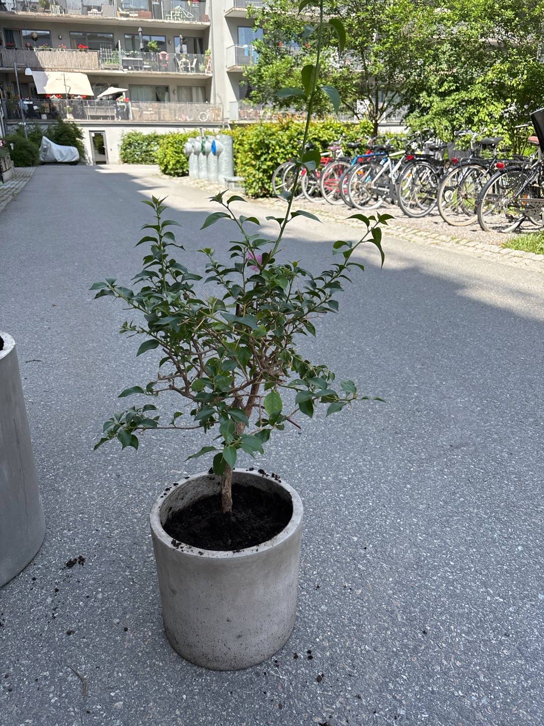 Sjöstadens blomsterträdgård