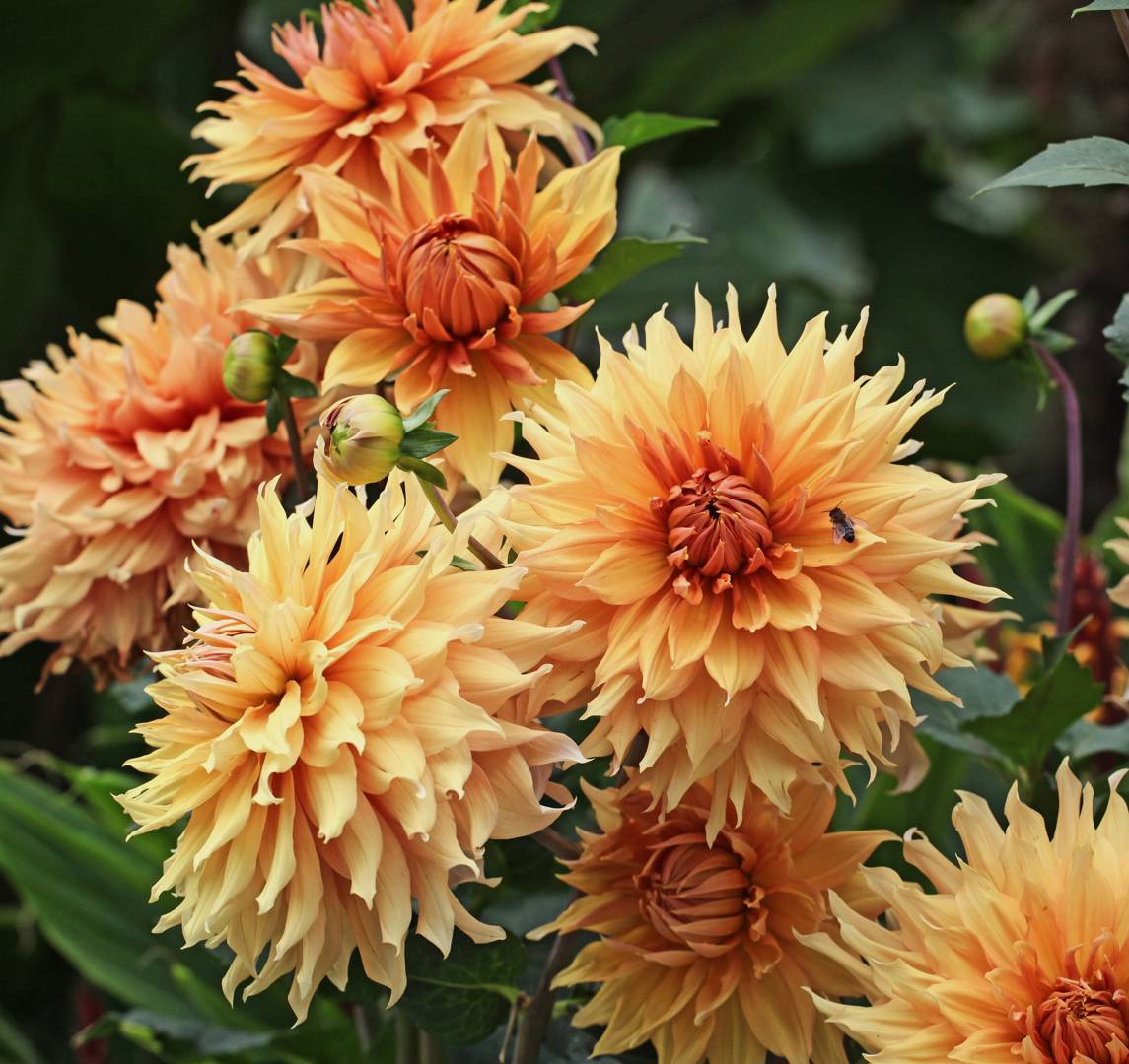 Dahlia Hamari Gold