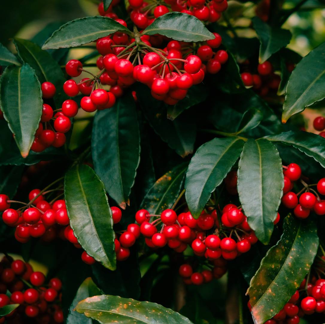 Ardisia 