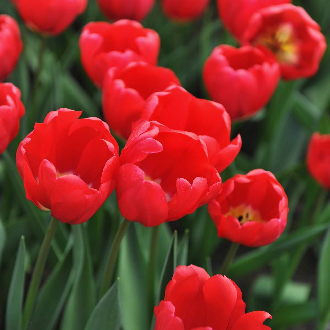 Oh!Garden - Tulpan Red Power