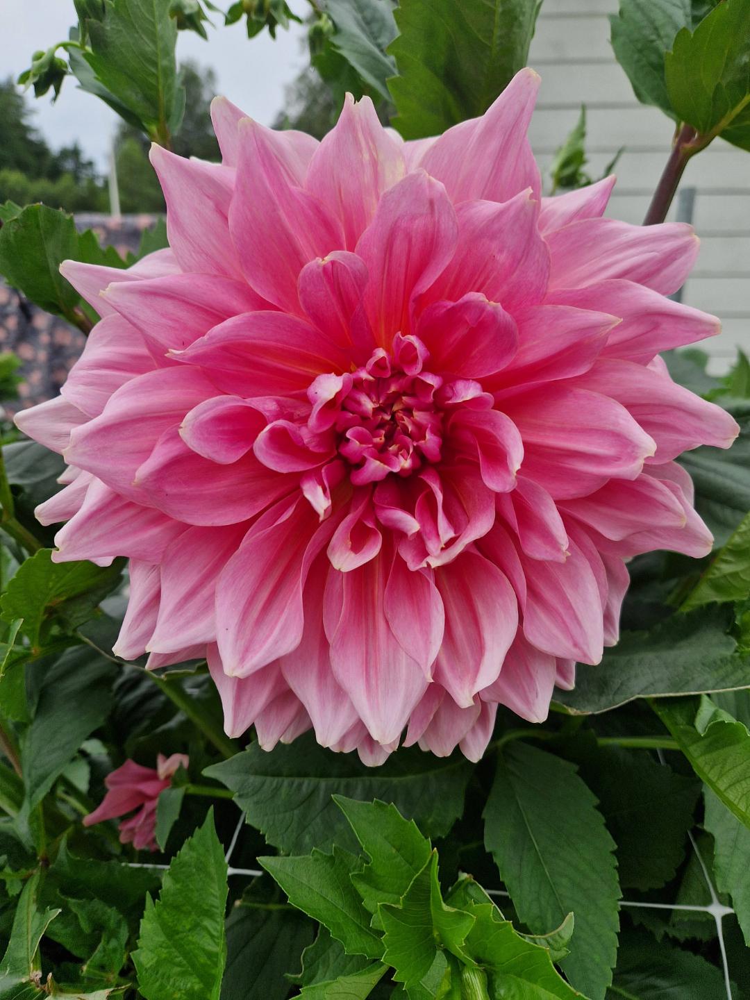 Malinrebecka93