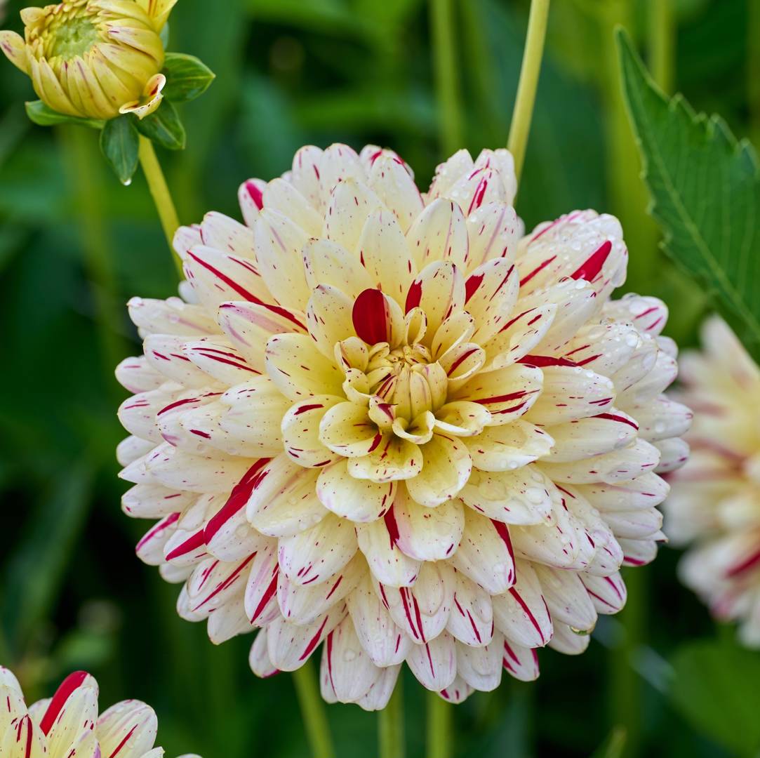 Dahlia Creme Silence