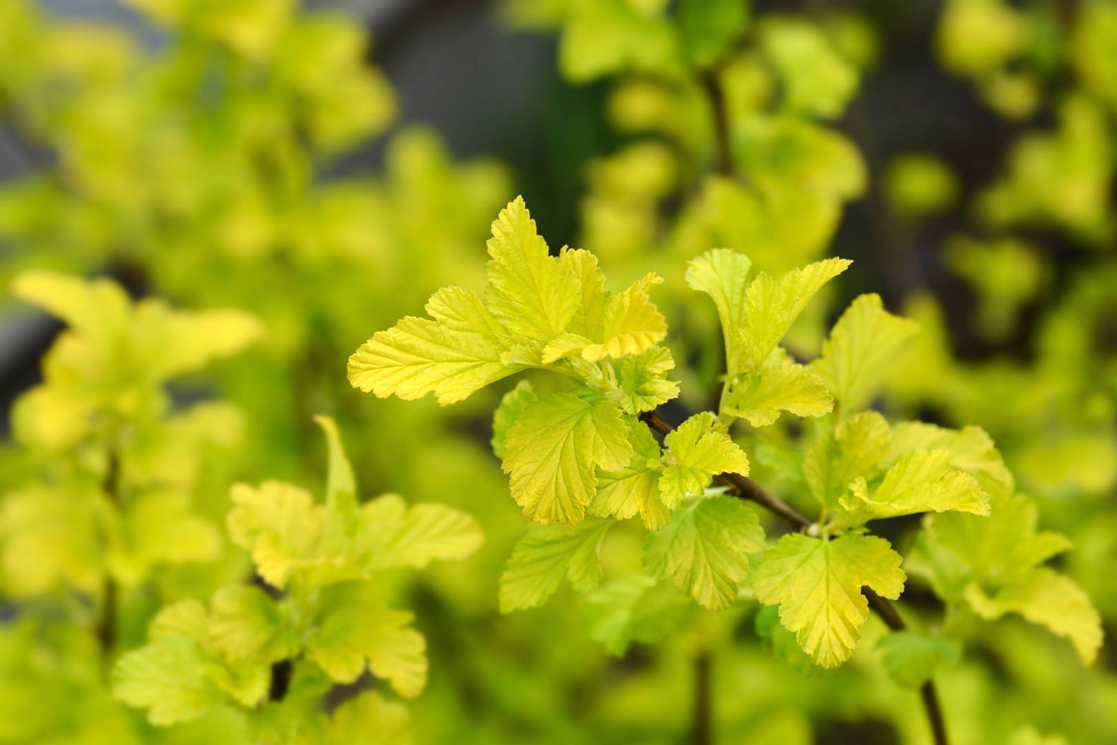 Smällspirea Angel Gold