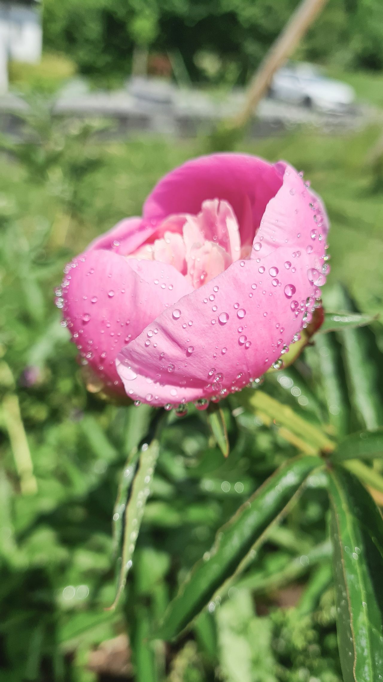 Bondpion Rosea Superba Plena