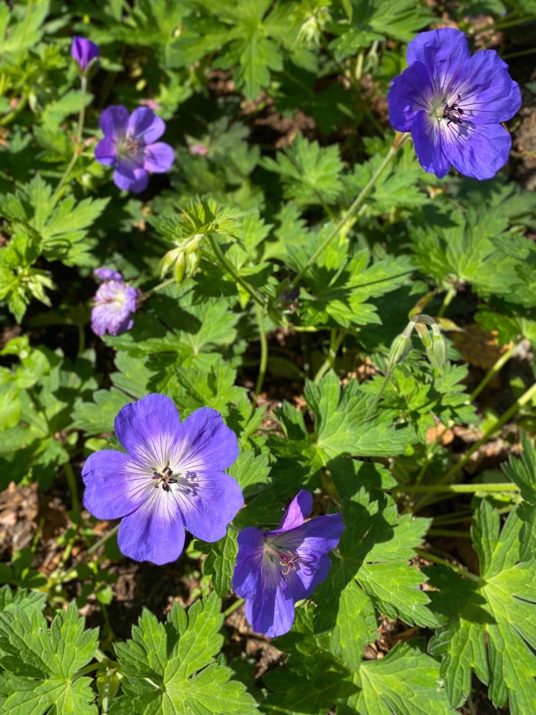 Lundgrensgrönatäppa