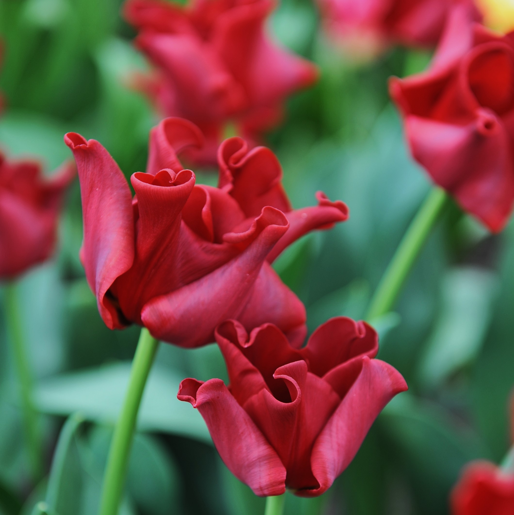 Oh!Garden - Tulpan Red Dress