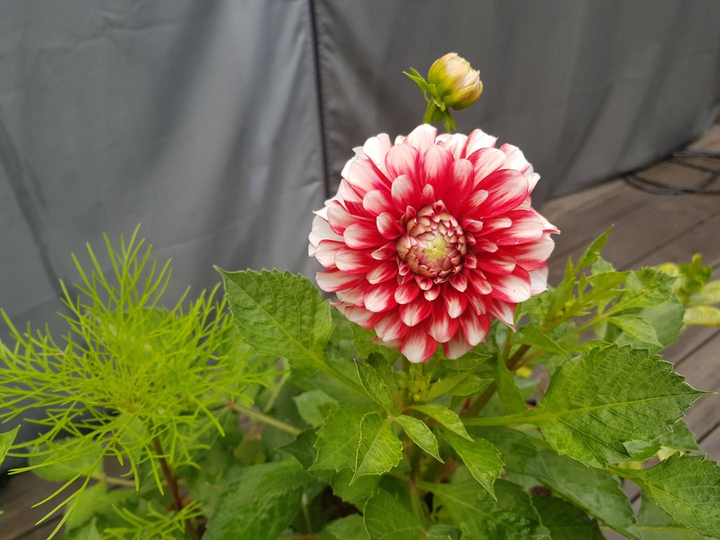 Dahlia Musette