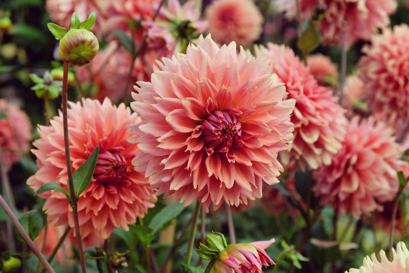 Dahlia Orange Fubuki