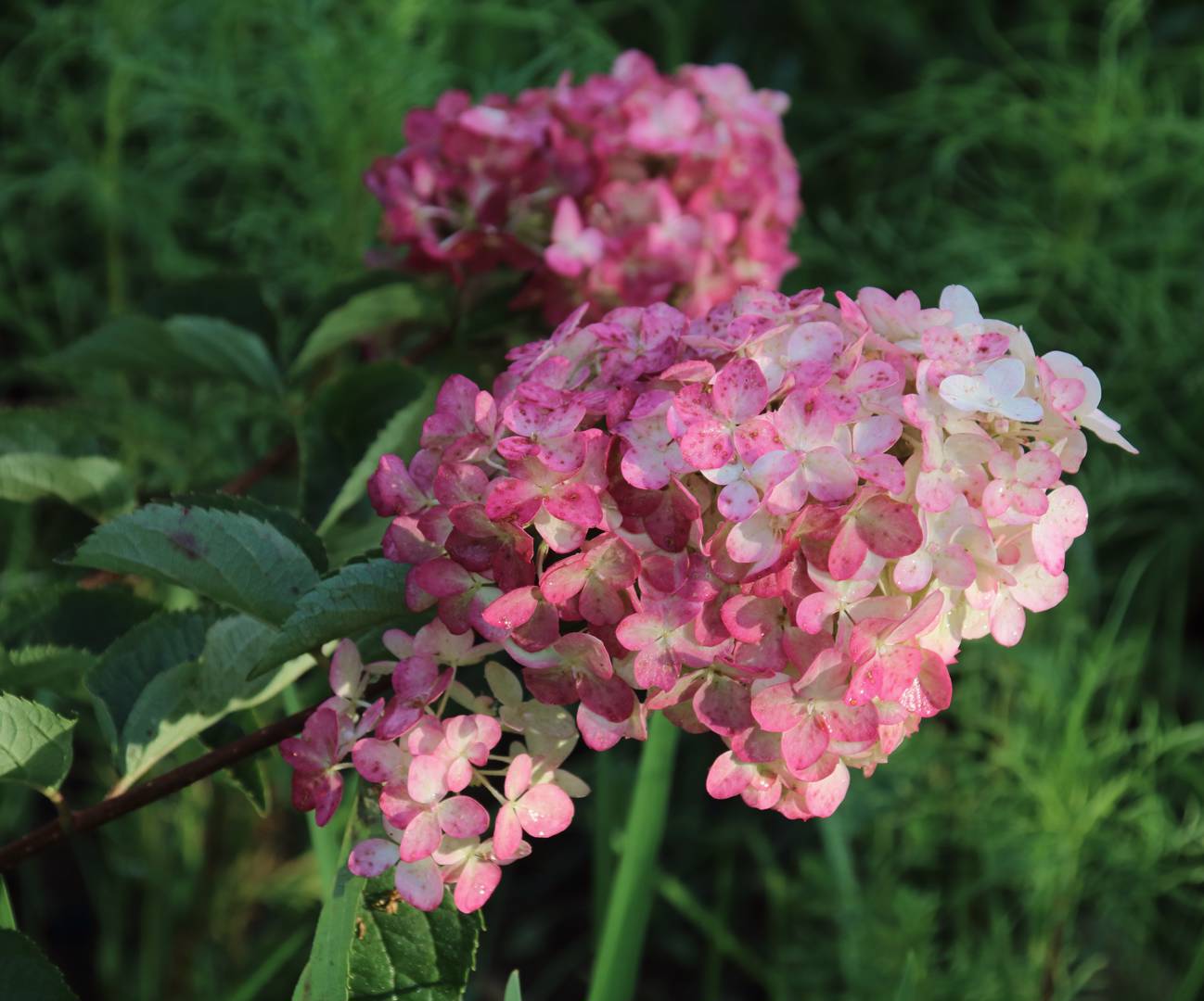 Syrenhortensia Fraise Melba