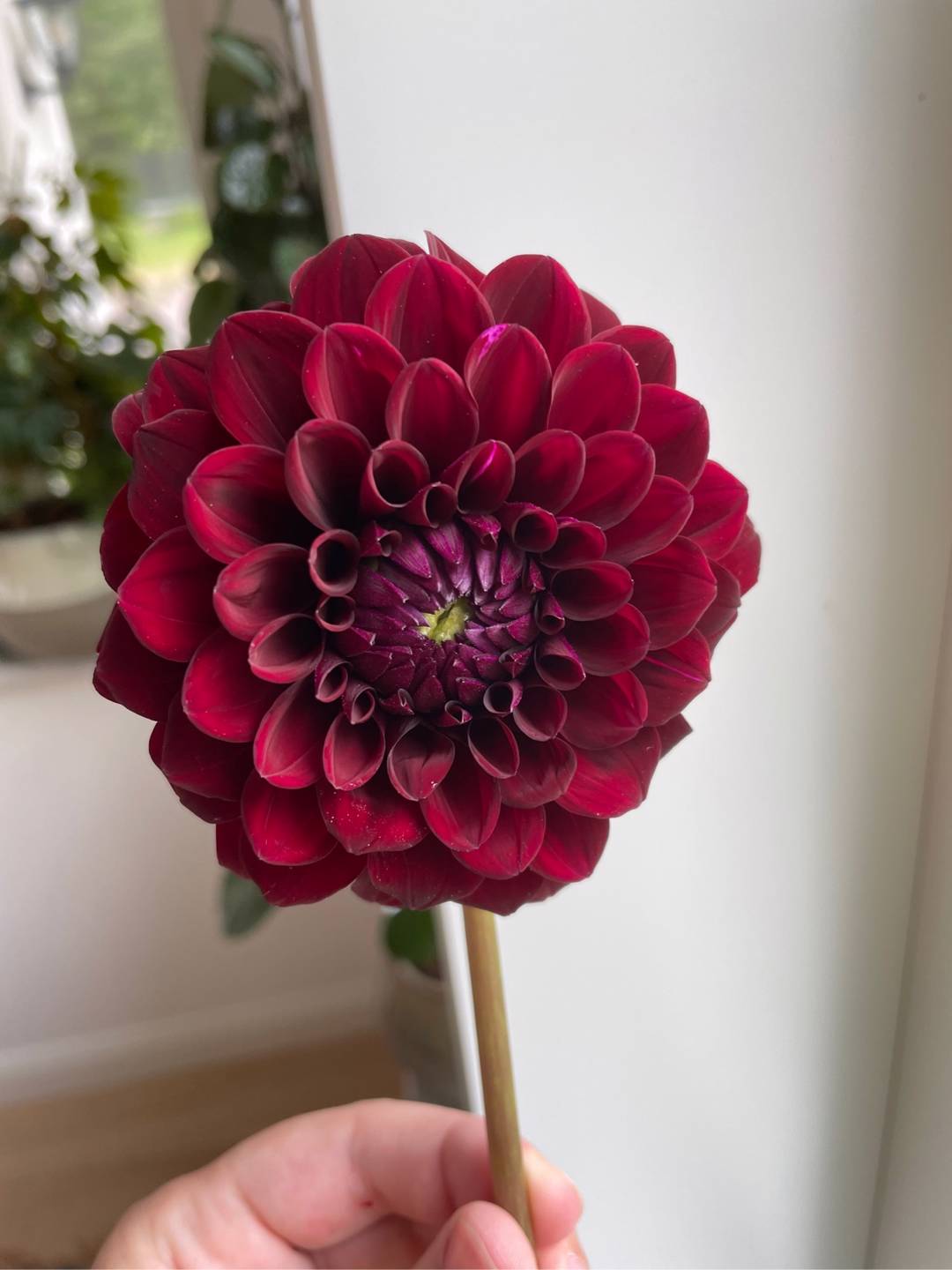 Dahlia Black Diamond