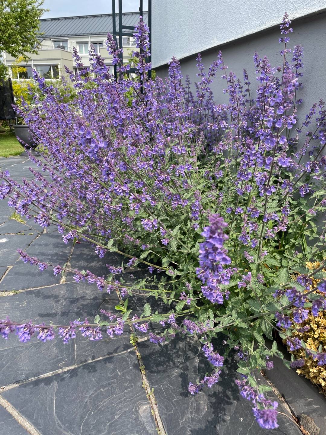 Hanna Liman Jacobsson