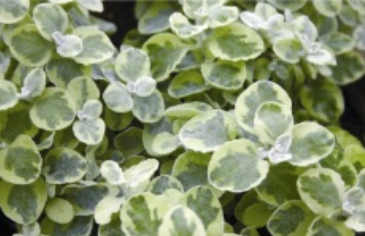 Rabatteternell Silver Mist