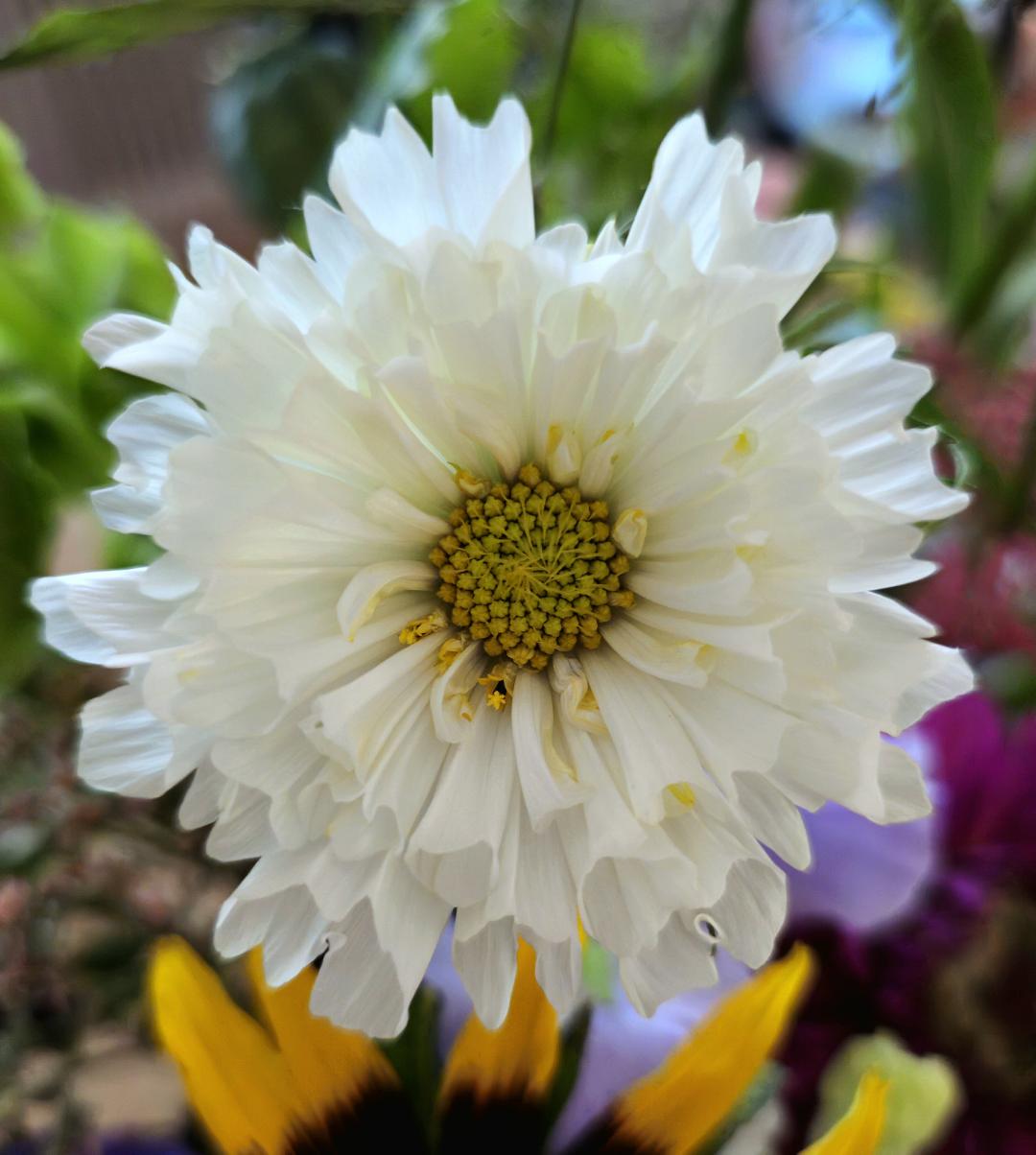 7sortersblomster