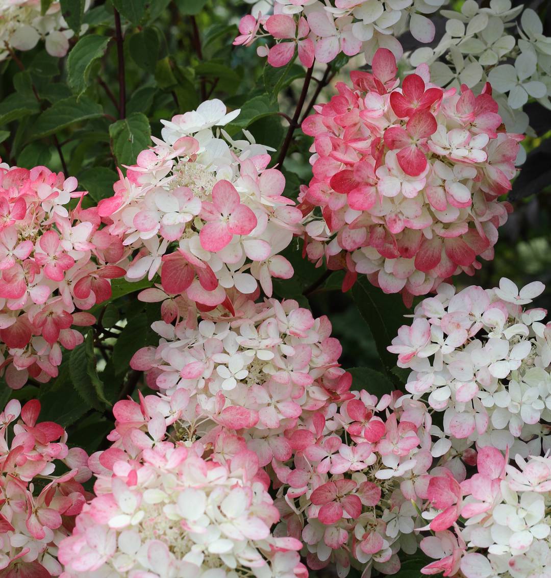Syrenhortensia Diamond Rouge