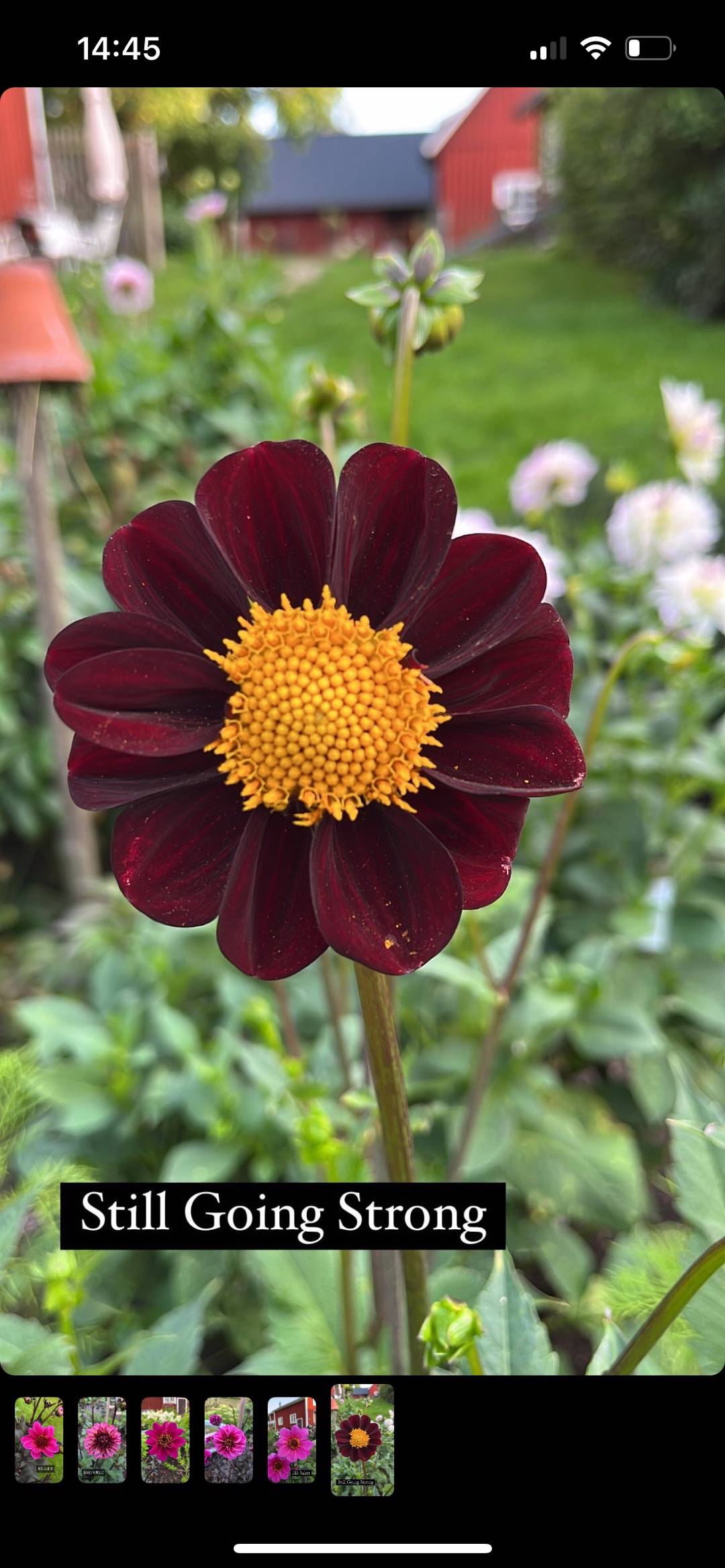 Dahlia Still Going Strong