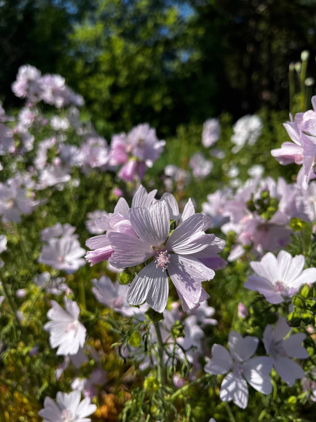 Myskmalva Appleblossom