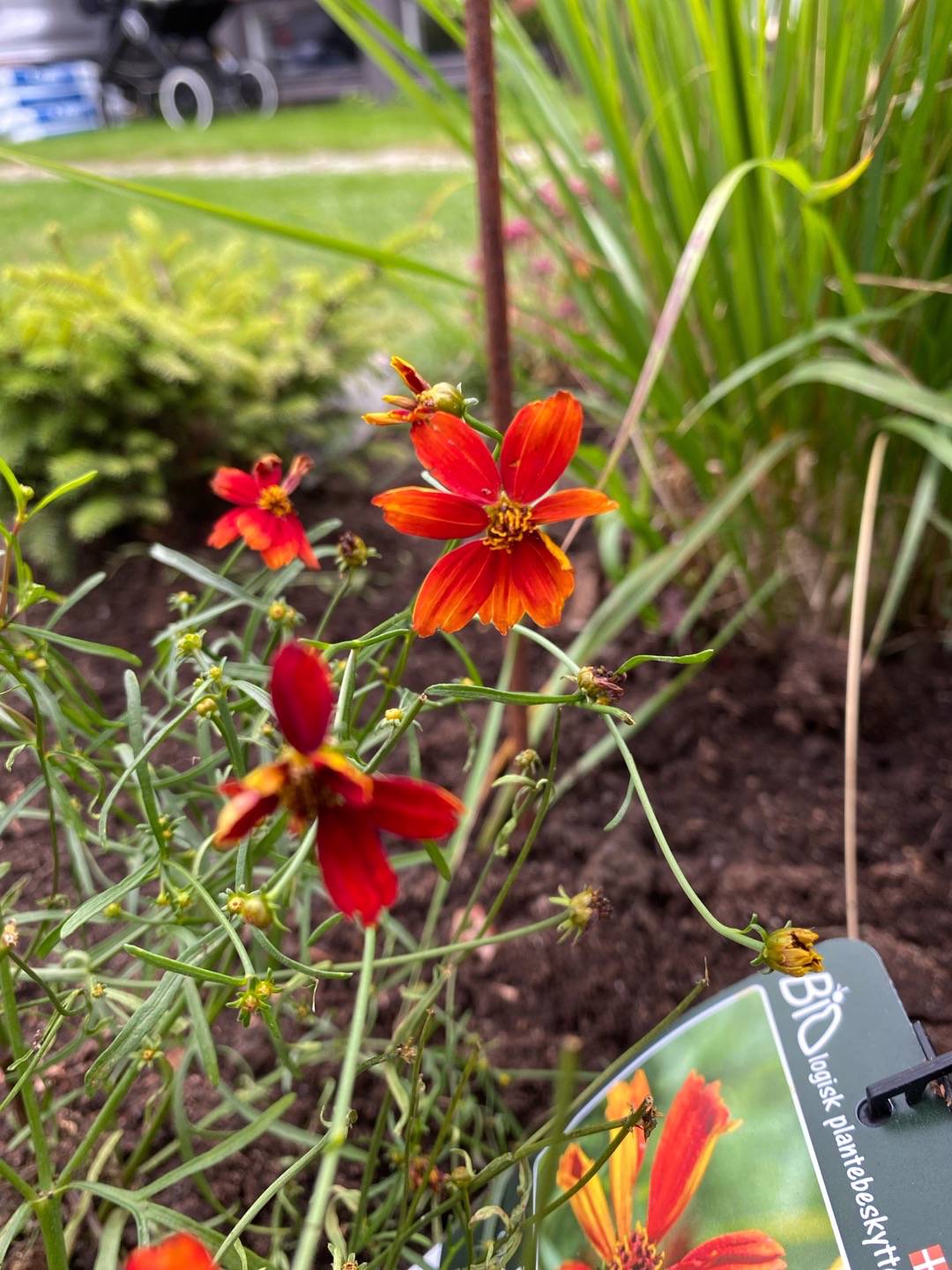 Höstöga Crazy Cayenne