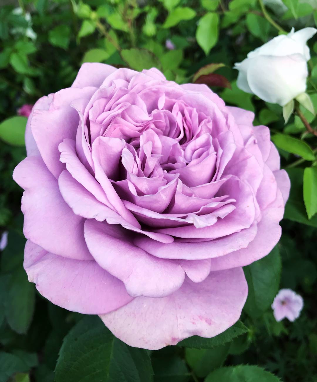 Ros Lavender ice