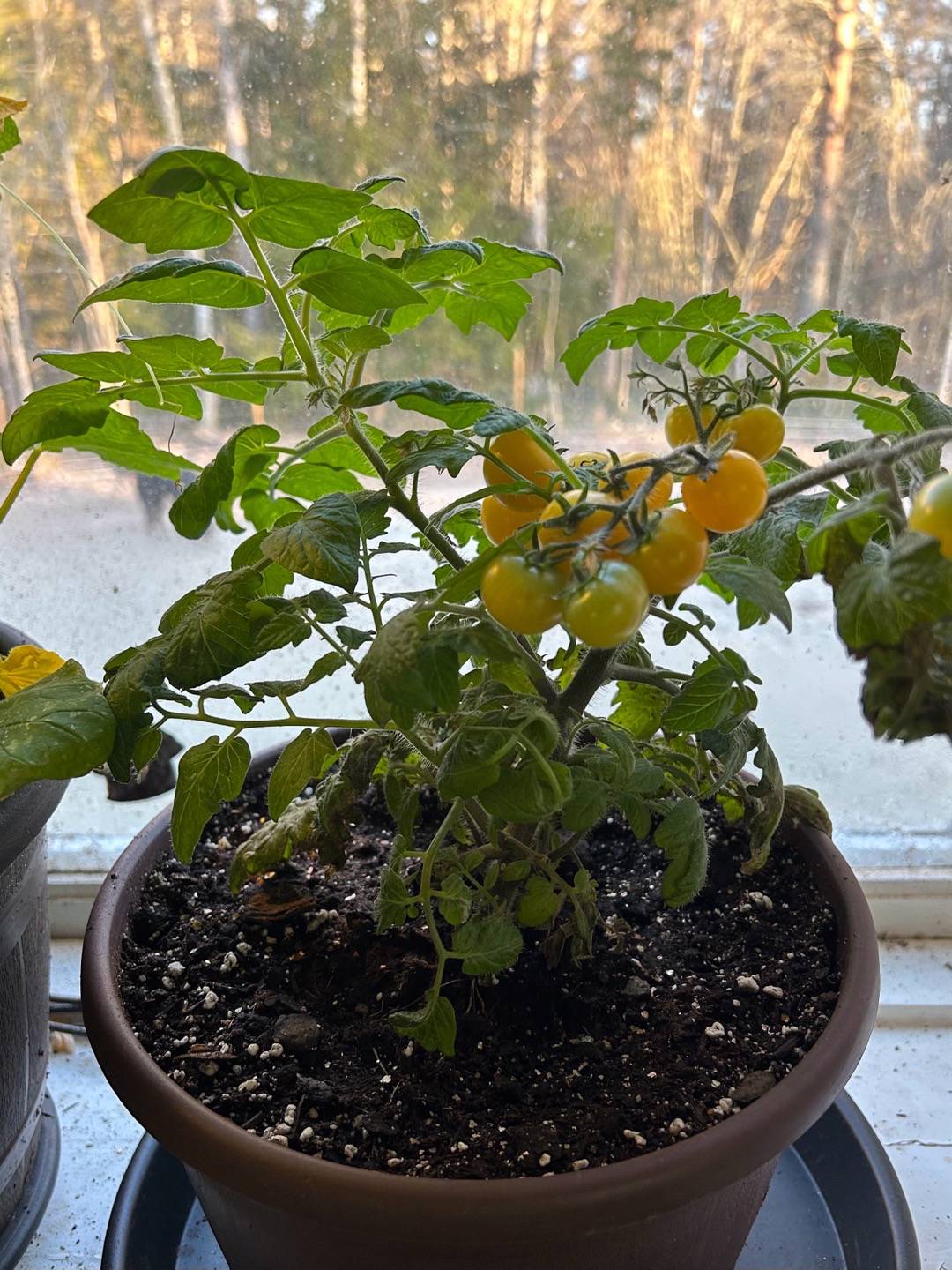 Backens Grönsaksodling