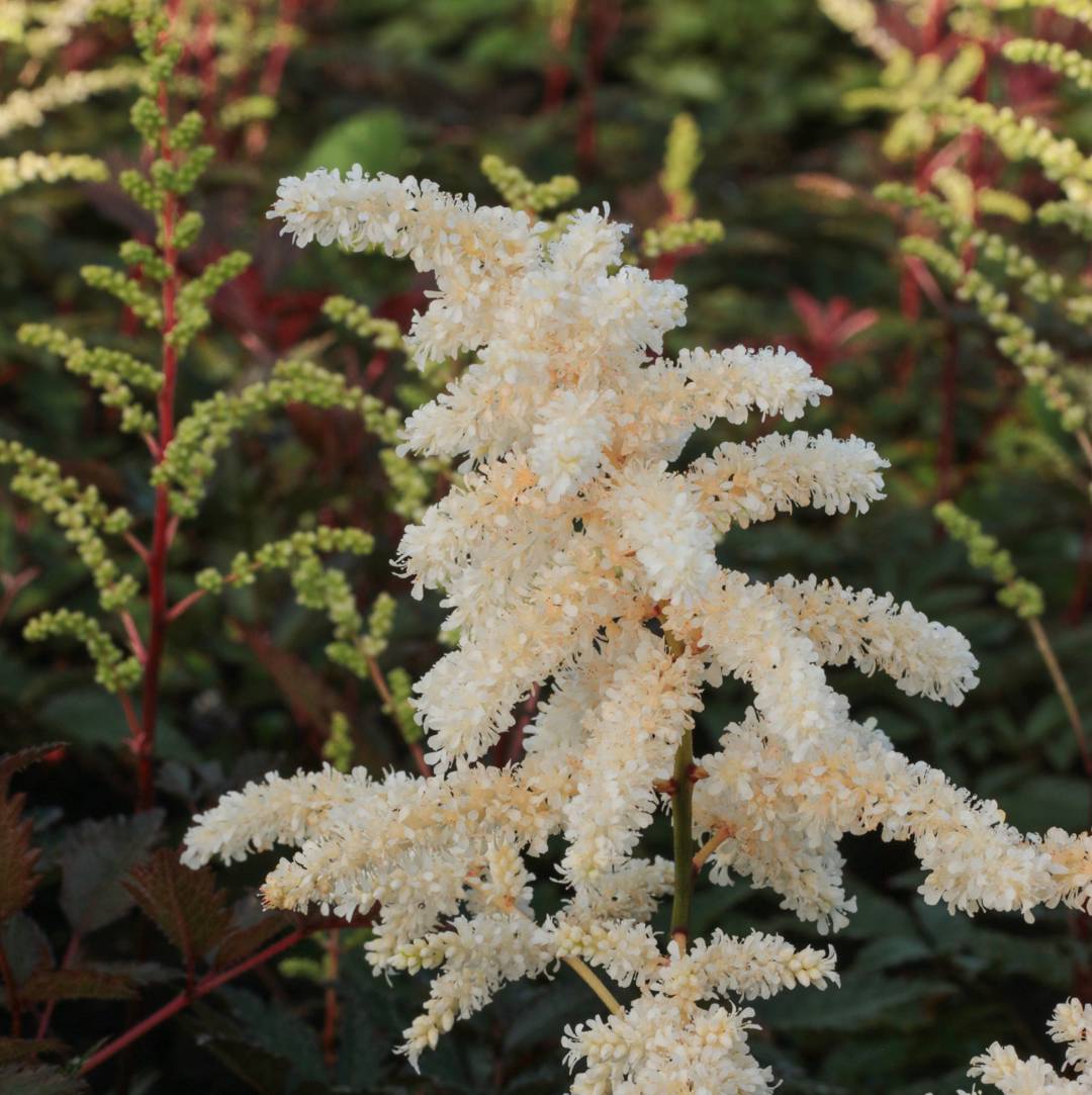 Astilbe Cappuccino