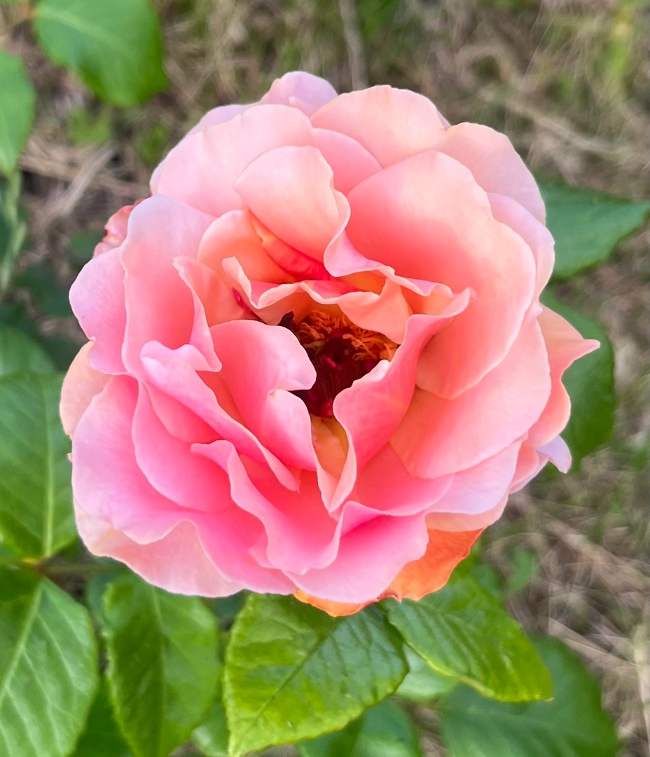 Oh!Garden - Ros Herman Salling